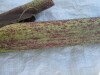 Thumbnail IMG_0231.JPG 
