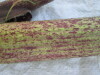 Thumbnail IMG_0232.JPG 