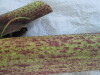 Thumbnail IMG_0233.JPG 