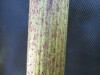 Thumbnail IMG_0240.JPG 