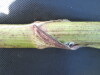 Thumbnail IMG_0241.JPG 