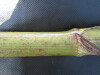 Thumbnail IMG_0242.JPG 