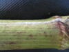 Thumbnail IMG_0243.JPG 
