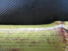 Thumbnail IMG_0244.JPG 