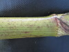 Thumbnail IMG_0246.JPG 