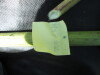 Thumbnail IMG_0247.JPG 