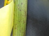 Thumbnail IMG_0250.JPG 