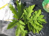 Thumbnail IMG_0252.JPG 