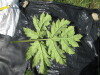 Thumbnail IMG_0253.JPG 