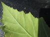 Thumbnail IMG_0256.JPG 