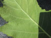 Thumbnail IMG_0257.JPG 