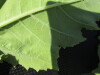 Thumbnail IMG_0258.JPG 