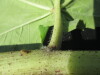 Thumbnail IMG_0259.JPG 