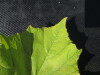 Thumbnail IMG_0261.JPG 
