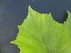 Thumbnail IMG_0262.JPG 