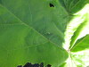 Thumbnail IMG_0263.JPG 