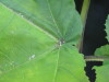 Thumbnail IMG_0265.JPG 