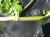 Thumbnail IMG_0268.JPG 