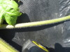 Thumbnail IMG_0269.JPG 