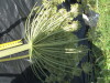 Thumbnail IMG_0270.JPG 