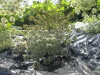 Thumbnail IMG_0273.JPG 