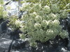 Thumbnail IMG_0274.JPG 