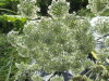 Thumbnail IMG_0275.JPG 