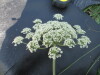 Thumbnail IMG_0277.JPG 
