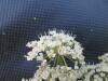 Thumbnail IMG_0278.JPG 