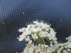 Thumbnail IMG_0279.JPG 