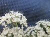 Thumbnail IMG_0281.JPG 