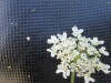 Thumbnail IMG_0282.JPG 