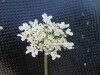Thumbnail IMG_0283.JPG 