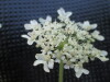 Thumbnail IMG_0284.JPG 