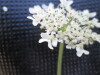 Thumbnail IMG_0285.JPG 