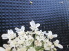 Thumbnail IMG_0286.JPG 