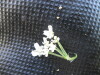 Thumbnail IMG_0288.JPG 