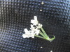 Thumbnail IMG_0289.JPG 