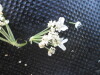 Thumbnail IMG_0290.JPG 