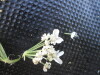 Thumbnail IMG_0291.JPG 