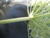Thumbnail IMG_0292.JPG 