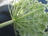 Thumbnail IMG_0293.JPG 