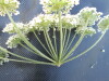Thumbnail IMG_0294.JPG 
