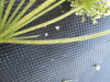 Thumbnail IMG_0295.JPG 