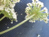 Thumbnail IMG_0298.JPG 