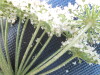 Thumbnail IMG_0299.JPG 
