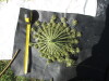 Thumbnail IMG_0300.JPG 