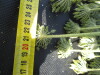 Thumbnail IMG_0301.JPG 