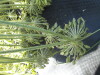 Thumbnail IMG_0302.JPG 