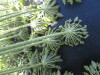 Thumbnail IMG_0303.JPG 